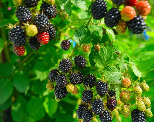 Blackberry Pruning Service