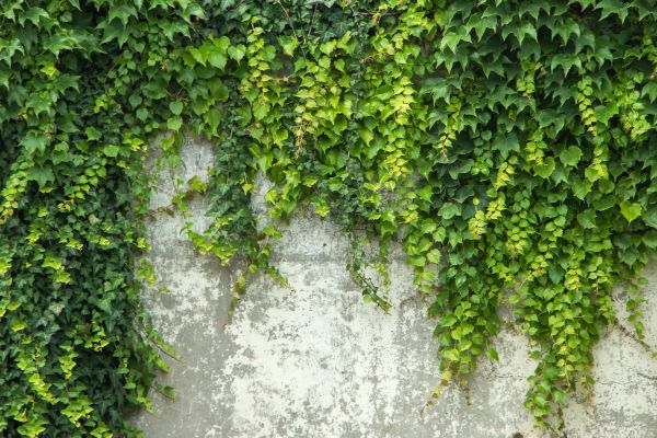Ivy Removal