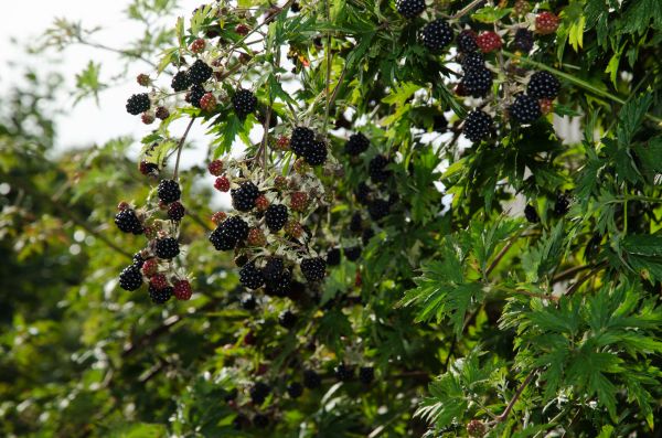 Blackberry Shrub Pruning