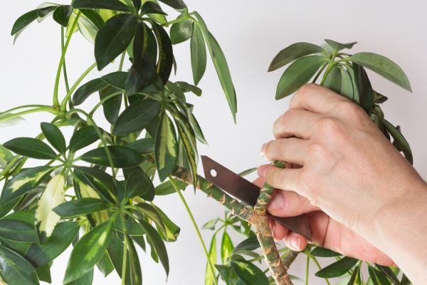 Grow your Umbrella Plant Pruning business