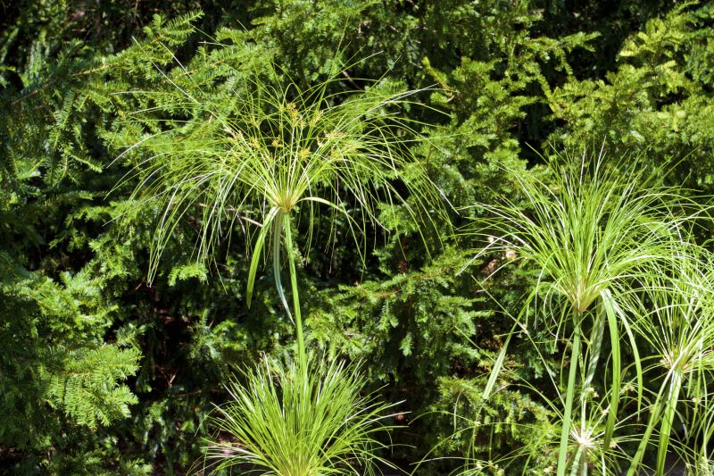 Umbrella Plant Pruning