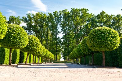 Garden Path with Shrubs