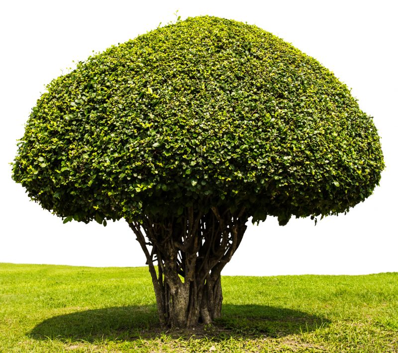 Trimmed Shrubs with Defined Shape