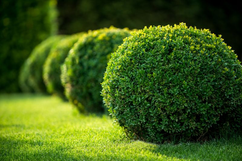 Garden with Trimmed Bushes