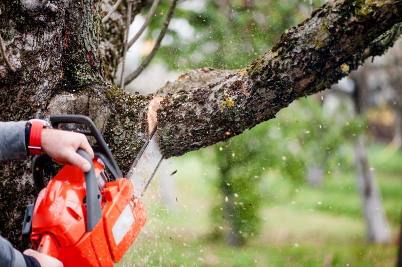 Tree Branch Cutting in Allentown, PA