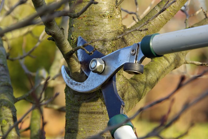 Tree Lopping Service in San Jose, CA