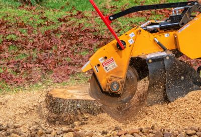 Tree Stump Removal in Calvert County, MD