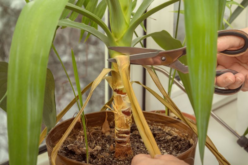Umbrella Plant Pruning