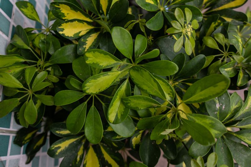 Umbrella Plant Pruning