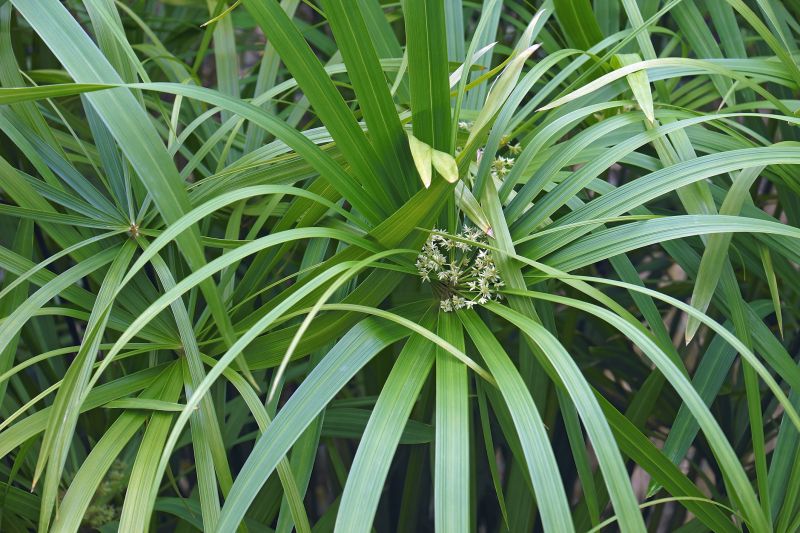 Umbrella Plant Pruning